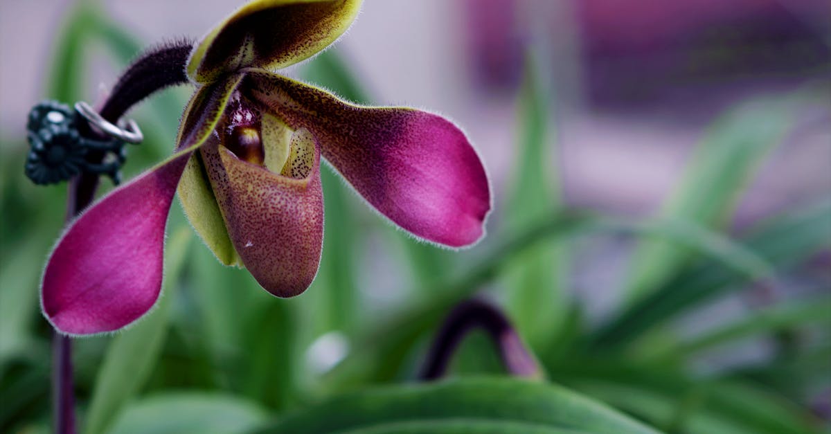 Heeft jouw orchidee te veel water gekregen? Ontdek het hier!
