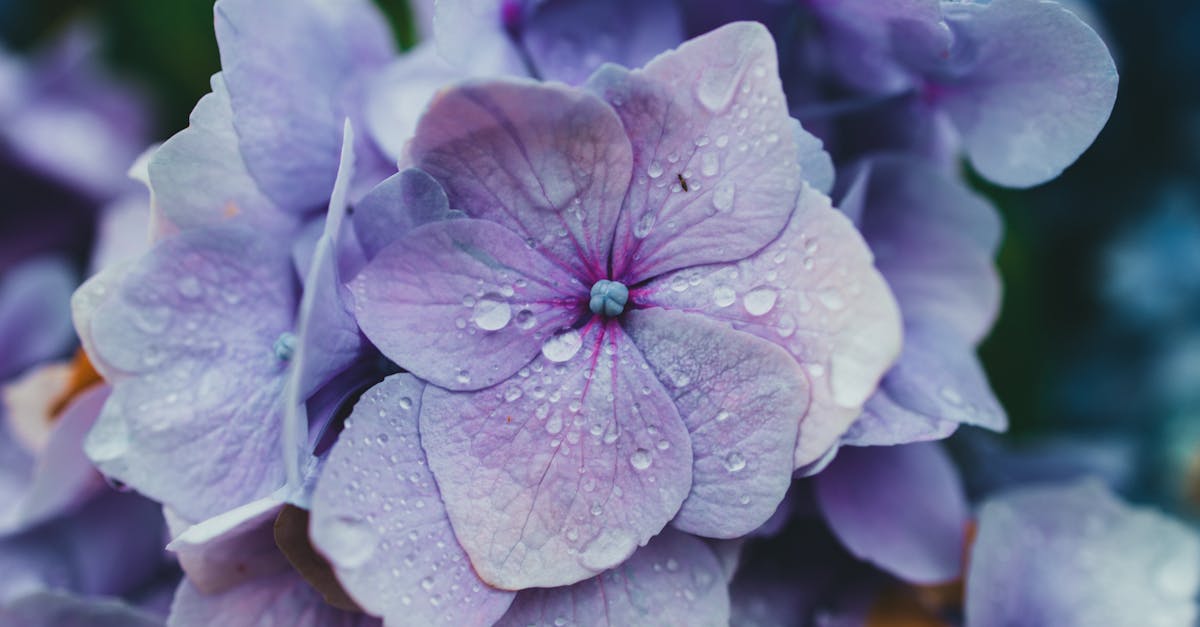 Hoe herken je een hortensia met te veel water?