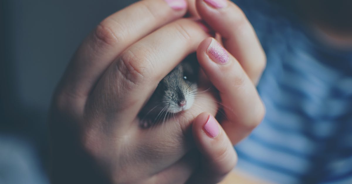 Hoe verzorg je een hamster en hoe oud worden ze?