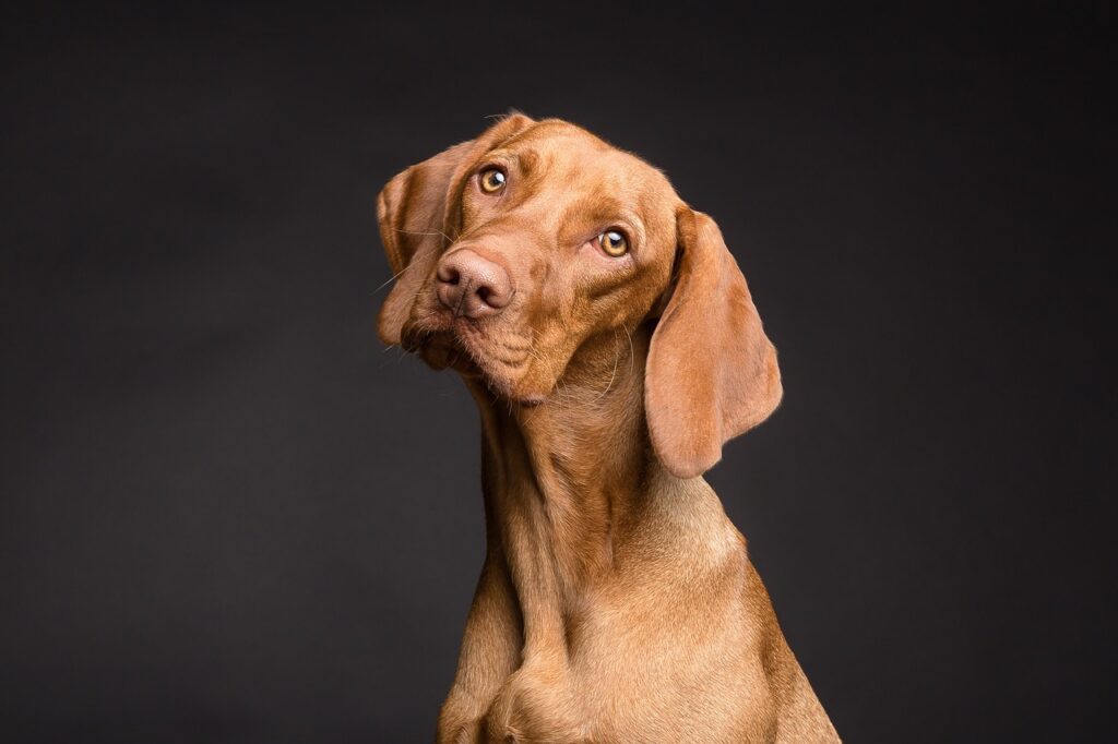 Waarom drinkt mijn oude hond zoveel? Ontdek de redenen!