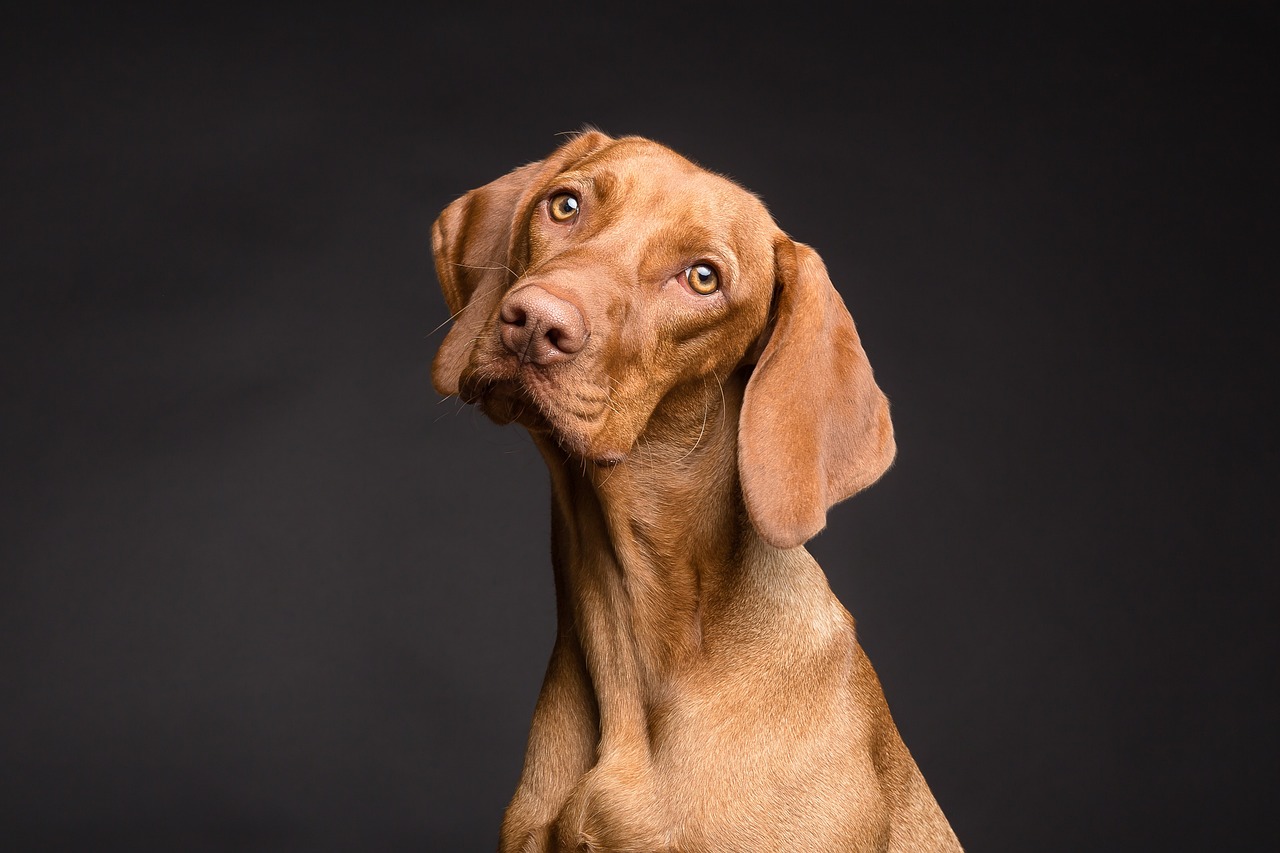 Waarom drinkt mijn oude hond zoveel? Ontdek de redenen!