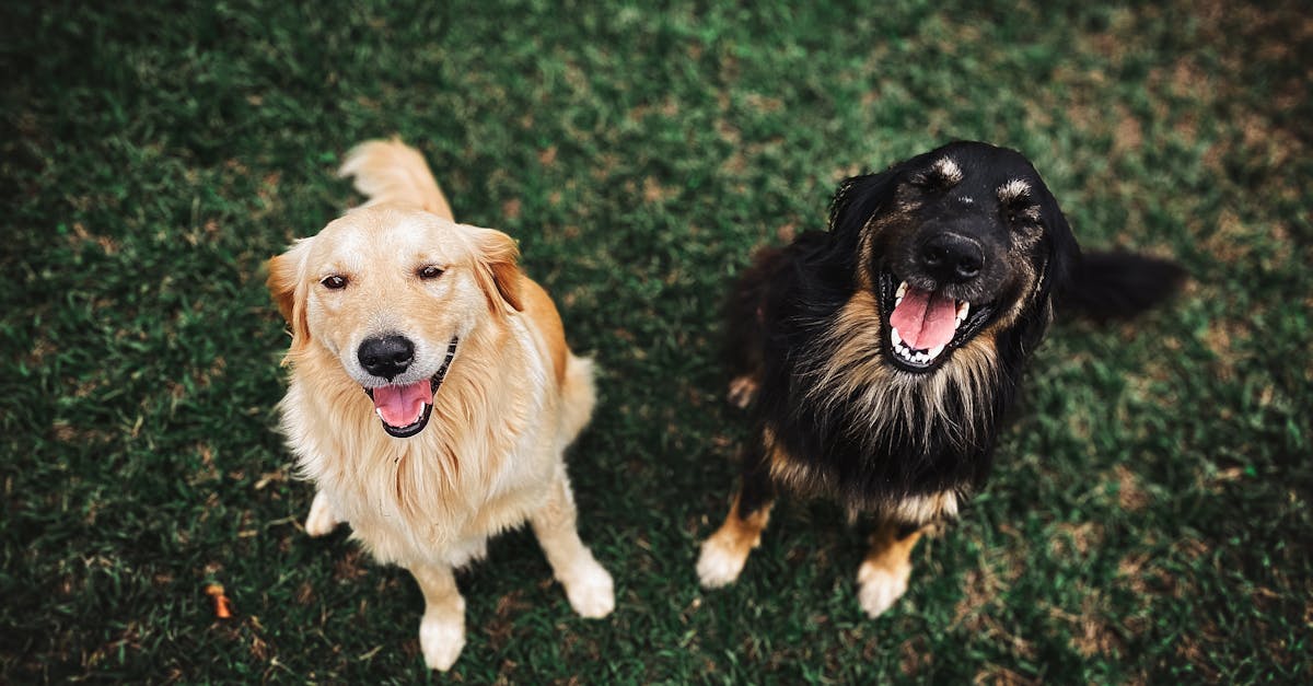 Waarom hebben honden een staart en wat is de functie?