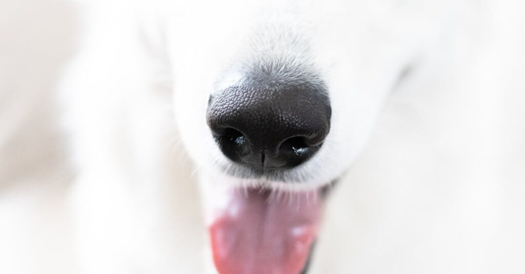 Waarom hijgt mijn hond veel zonder inspanning?