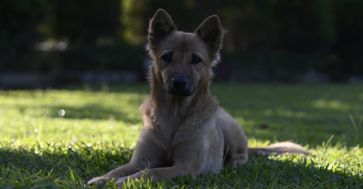 Waarom is koffieboonwortel goed voor je hond?