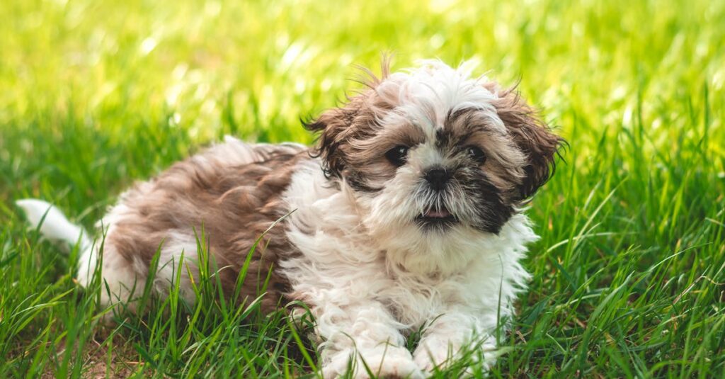 Waarom krabt mijn hond veel zonder vlooien?