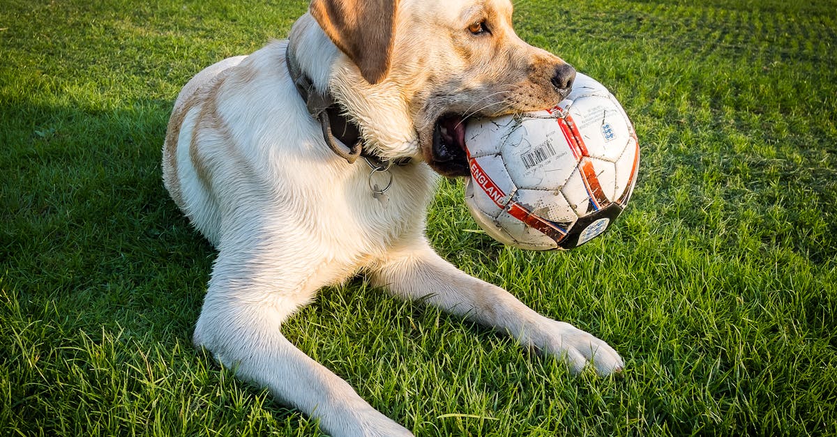 Waarom krabt mijn hond veel zonder vlooien?