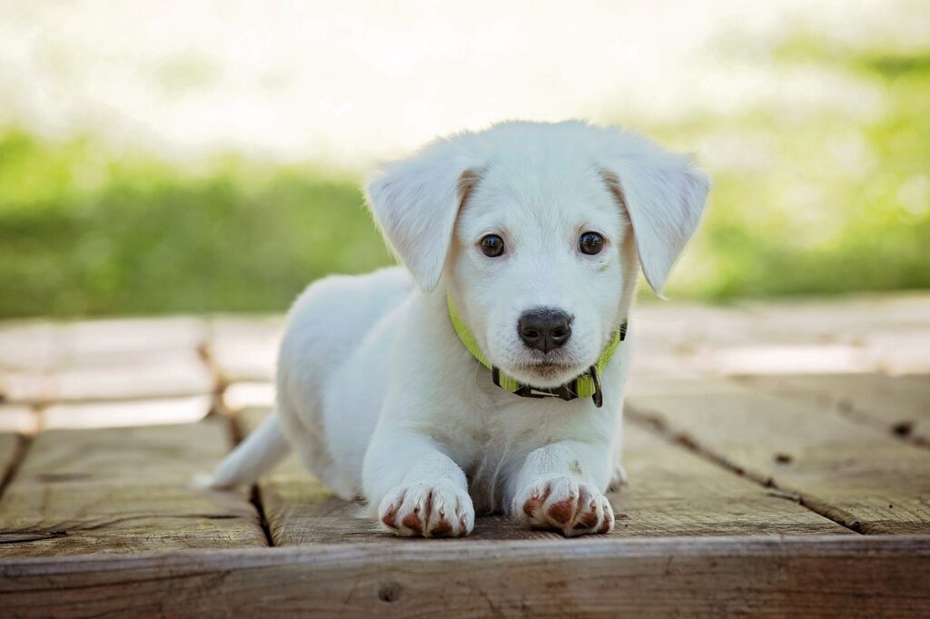 Waarom likt mijn hond zo veel? Ontdek de redenen!