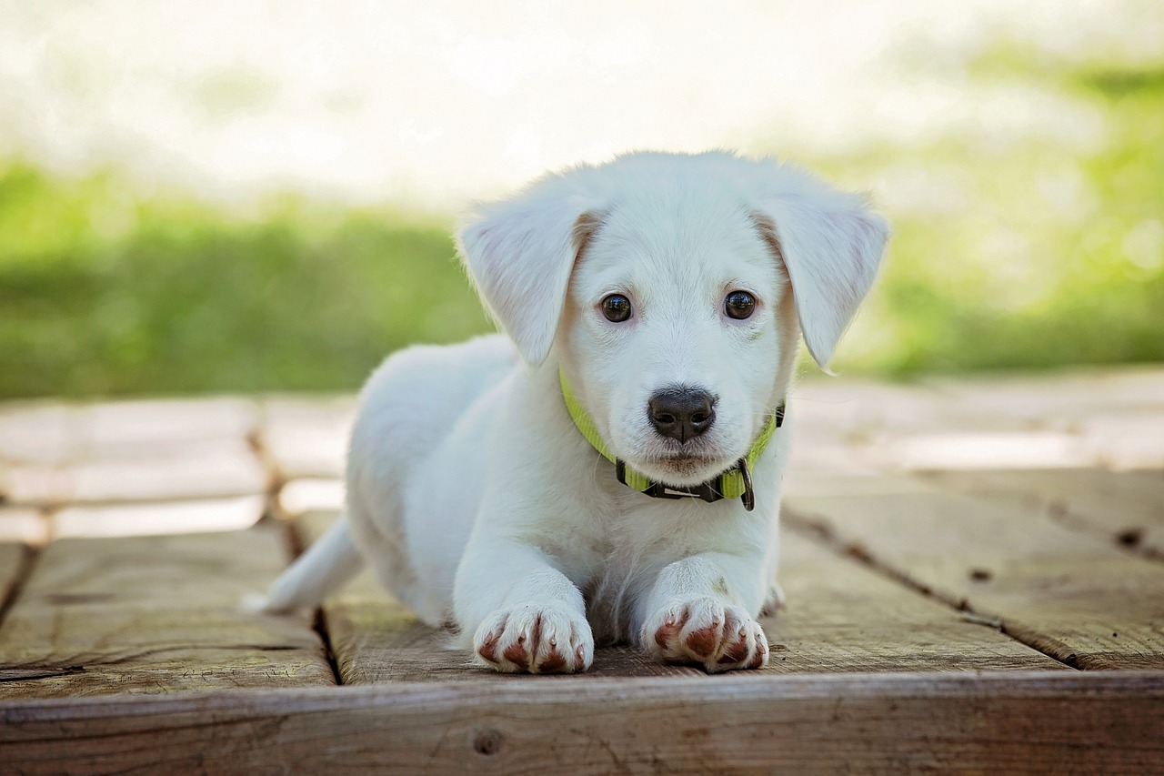 Waarom likt mijn hond zo veel? Ontdek de redenen!