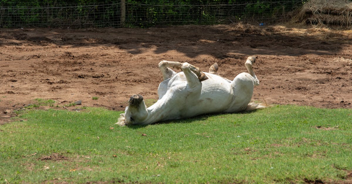 Waarom plast een paard zoveel? Ontdek de redenen!