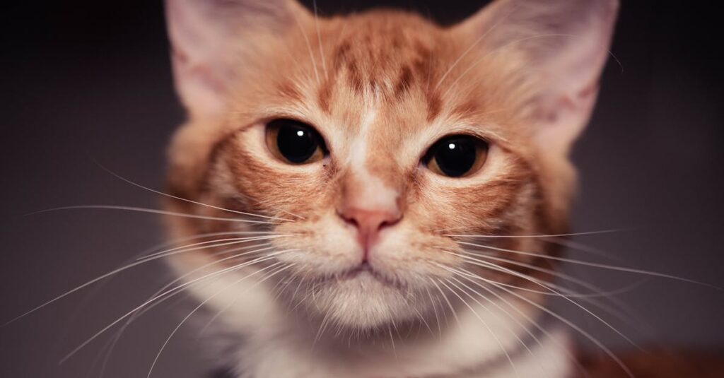 Waarom verliezen mijn katten zoveel haar? Tips en Oplossingen!