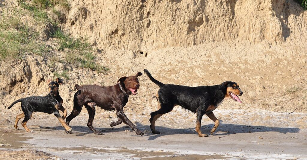 Wat blijft er over van roedelgedrag bij moderne honden?