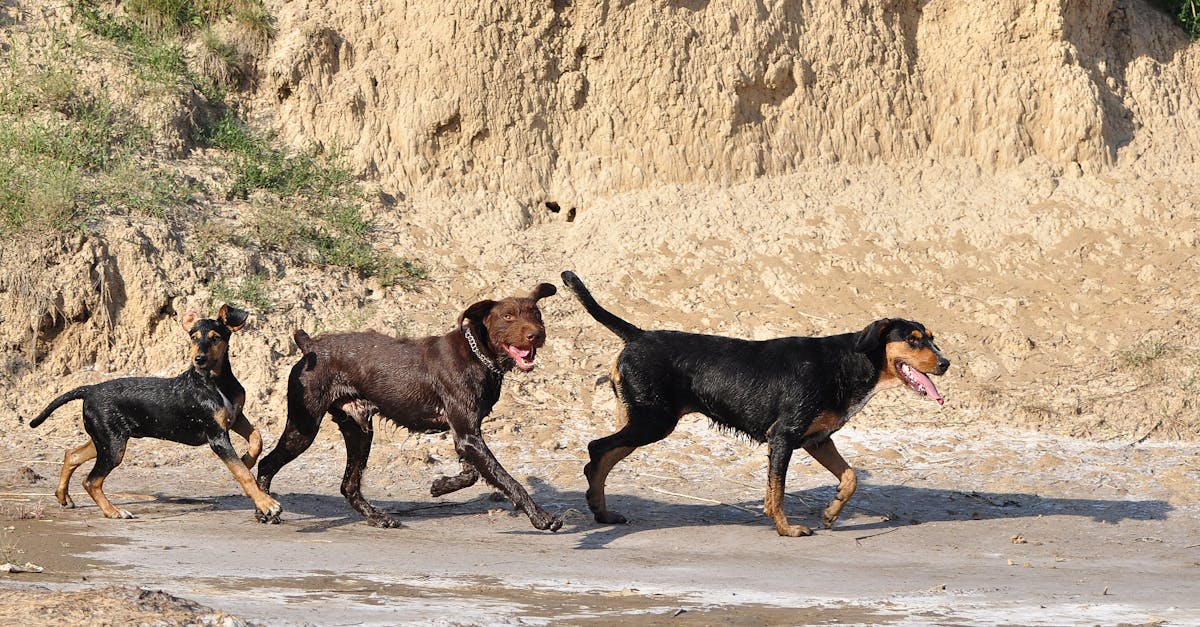 Wat blijft er over van roedelgedrag bij moderne honden?
