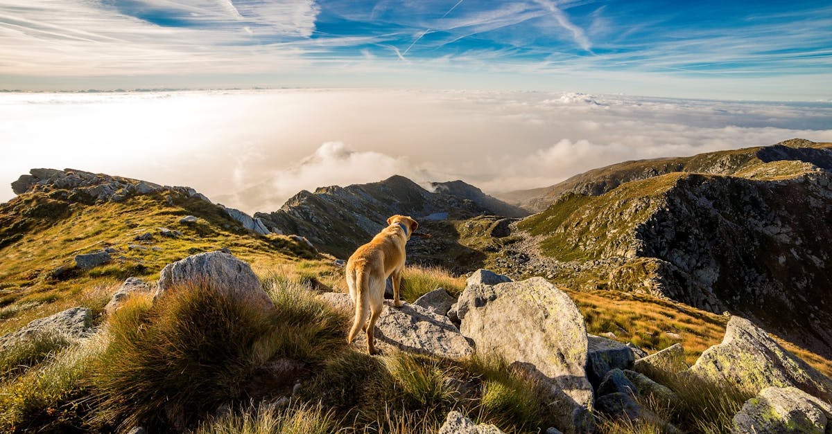 Wat is er te weten over de Baskische Herder?