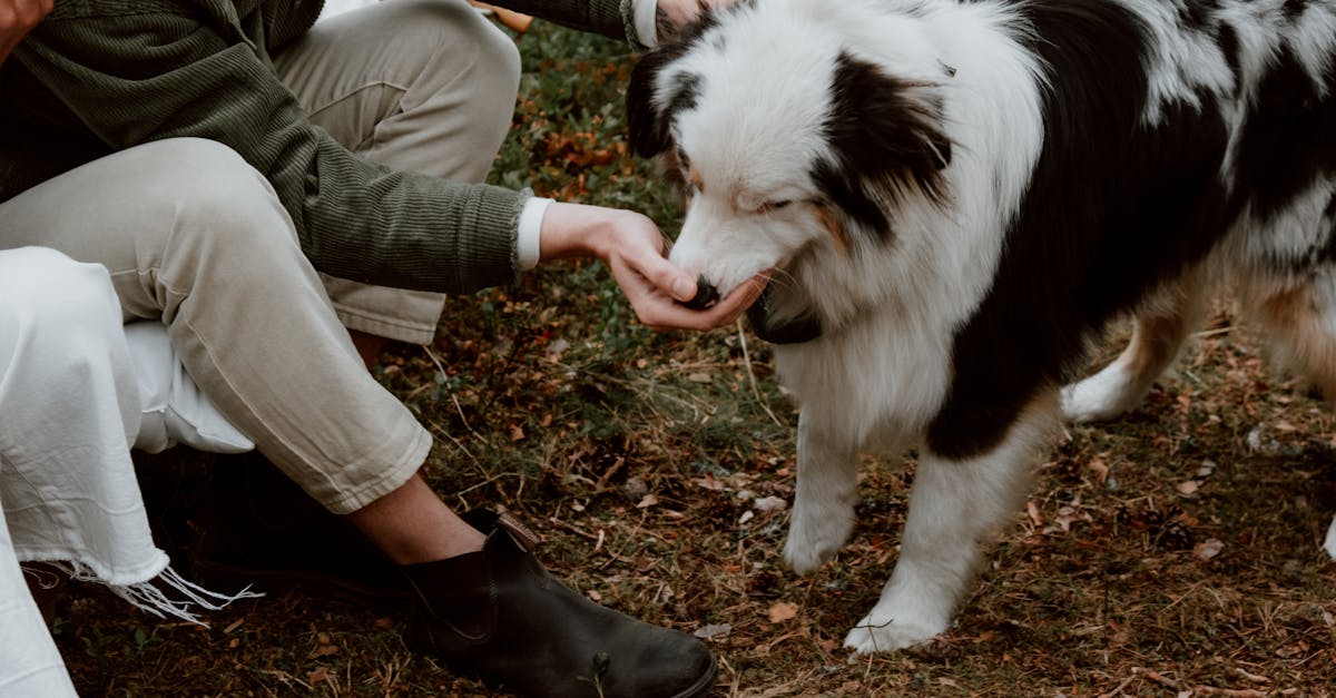 Wat is er te weten over de Baskische Herder?