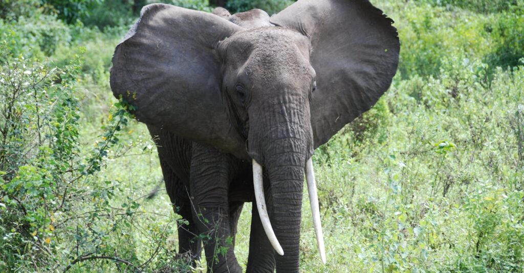 Wat is het grootste zoogdier ter wereld? Ontdek het hier!
