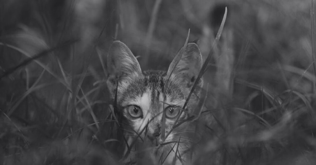 Wat is stalking en hoe herken je het?