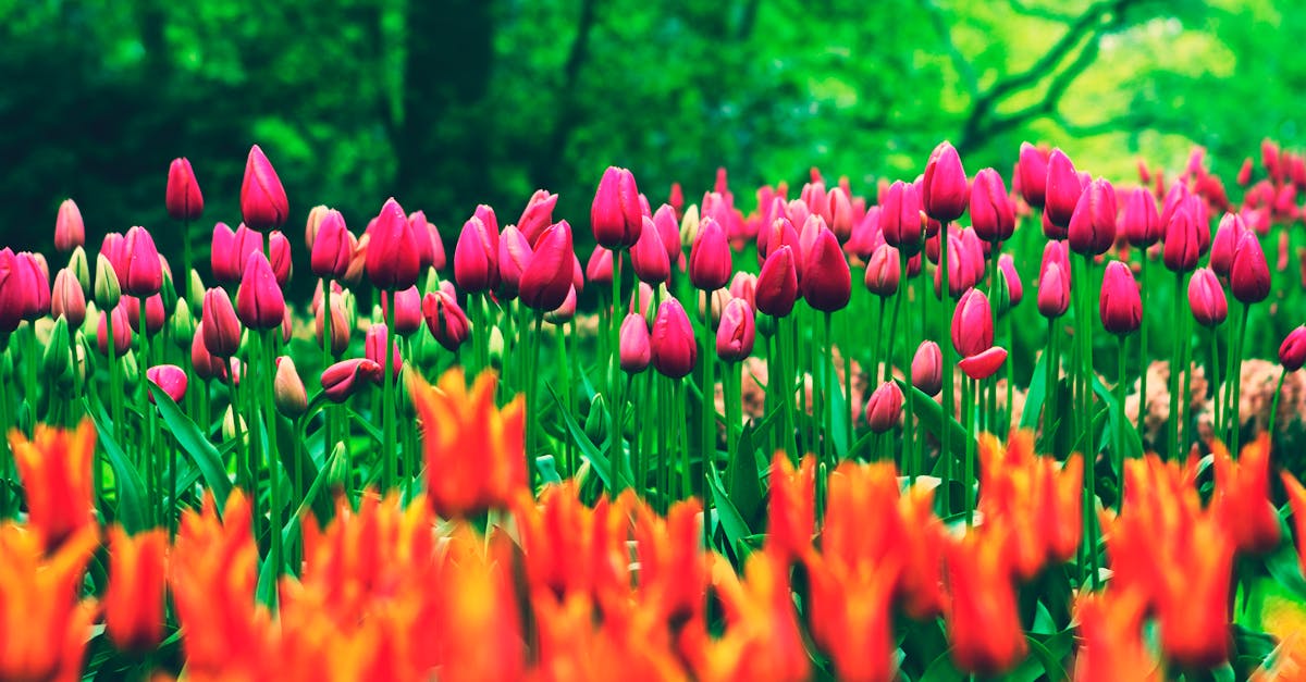 Wat zijn de hoogtepunten van de Keukenhof?