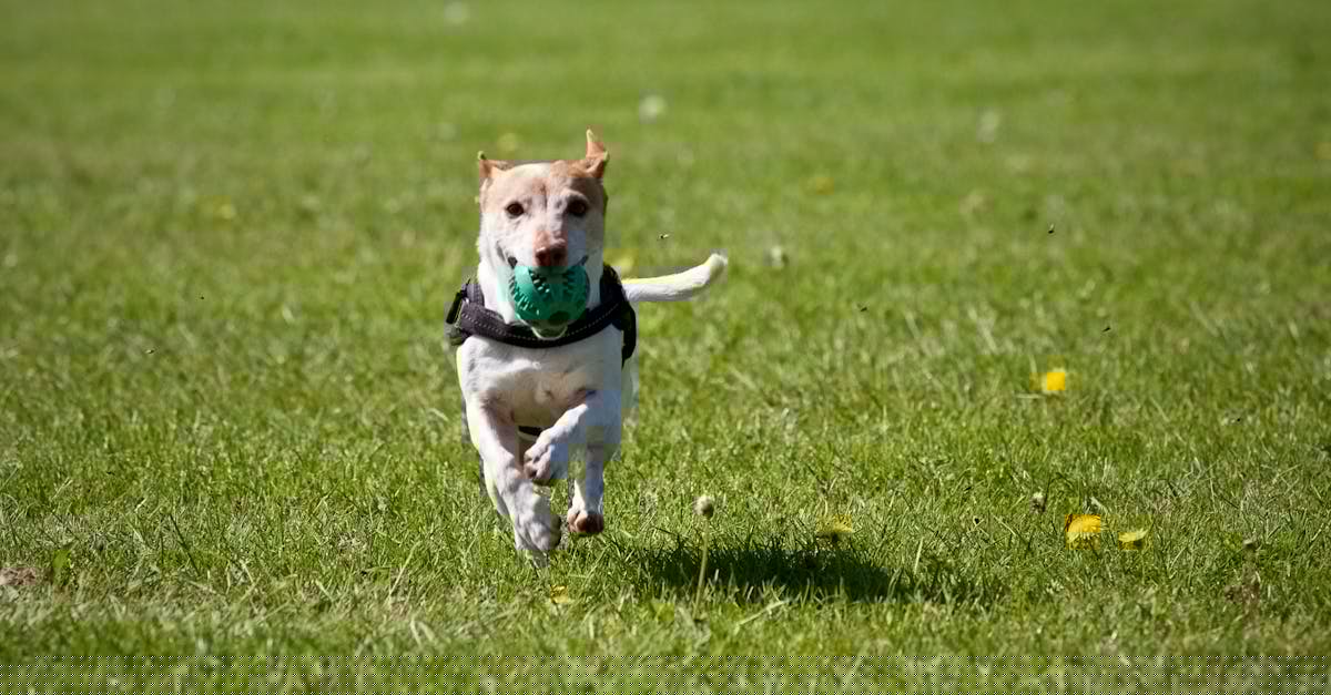 Welke veel voorkomende ziektes hebben Jack Russells?