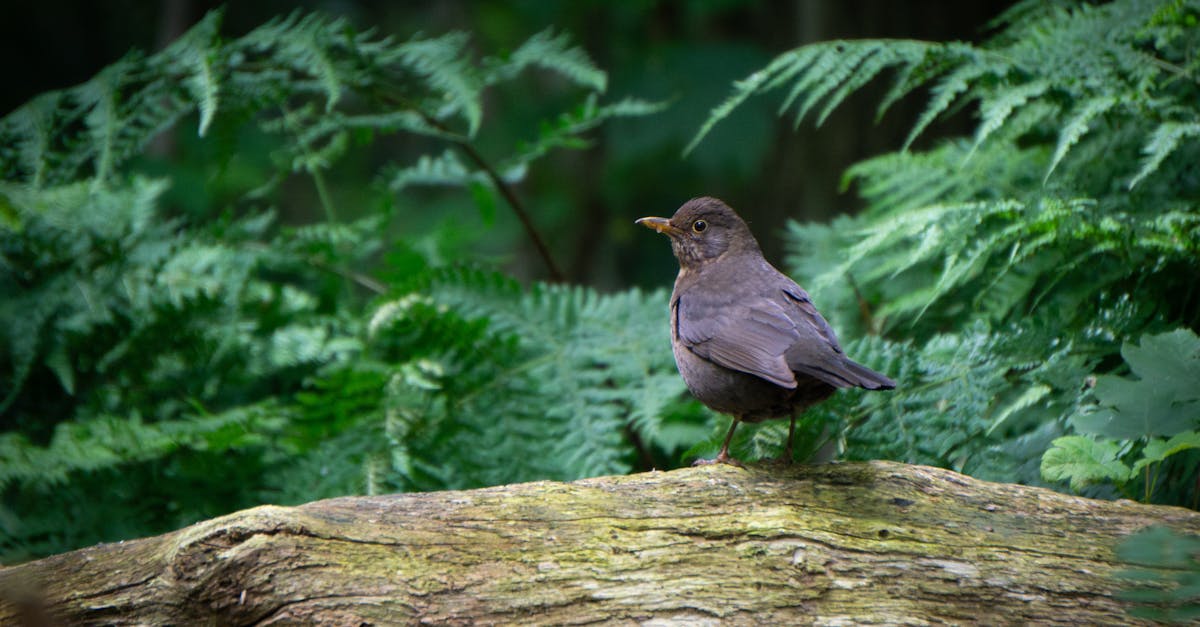 Welke vogels komen vaak voor in Nederland?