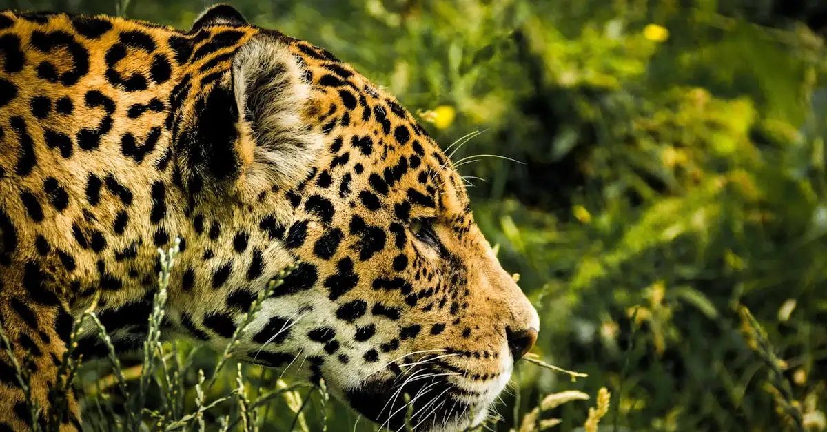 Hoe jagen jaguars in Zuid-Amerika's regenwouden?