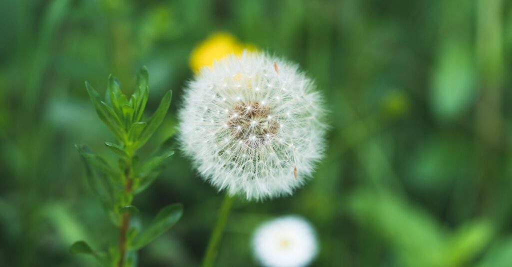 Hoeveel pollen zijn er vandaag in de lucht?