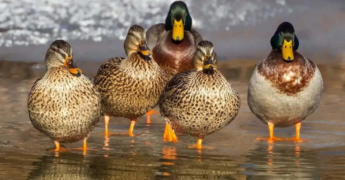 Is bijvoeren van vogels in de winter een goed idee?
