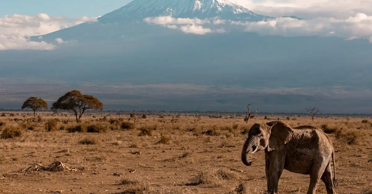 Is het waar dat een geheugen als een olifant is?