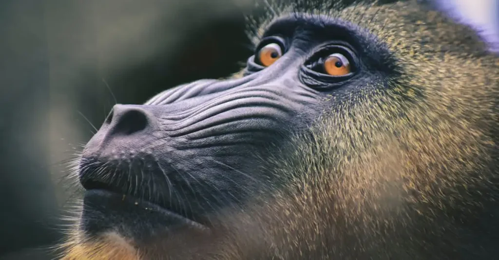 Kunnen dieren echt dromen zoals mensen dat doen?