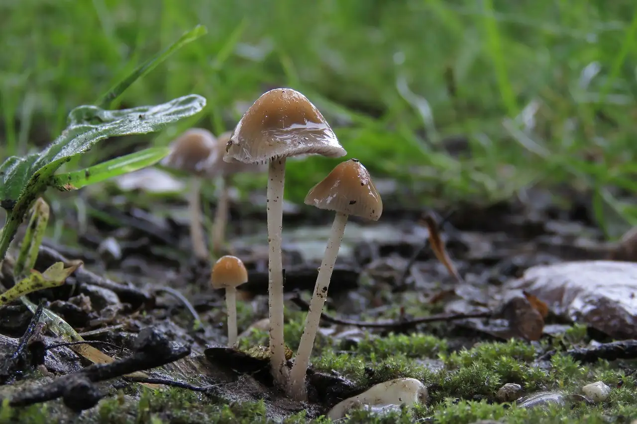 Kunnen paddenstoelen dieren aantrekken of afschrikken?