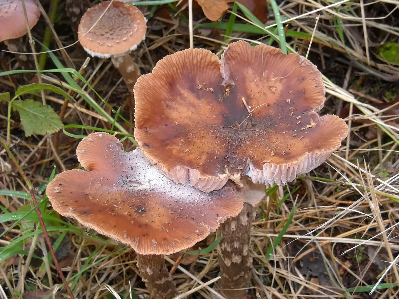 Kunnen paddenstoelen dieren aantrekken of afschrikken?