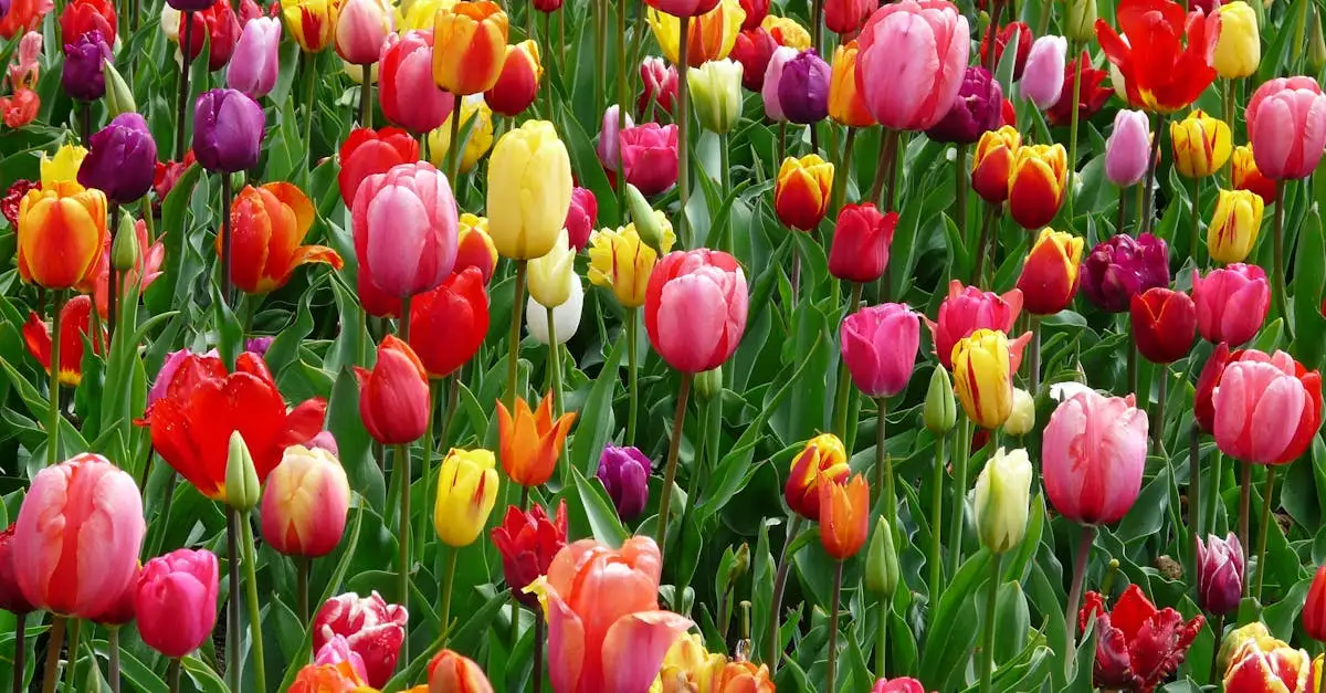 Waar komen tulpen oorspronkelijk vandaan?