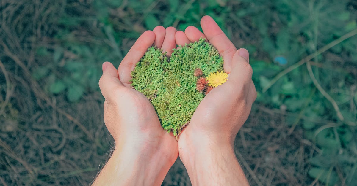 Waarom groeit er zoveel mos in mijn gras?