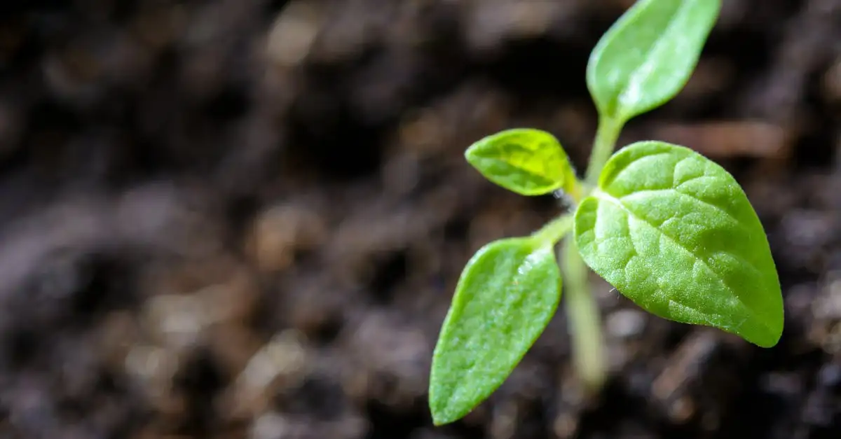 Waarom hebben mensen planten nodig om te overleven?