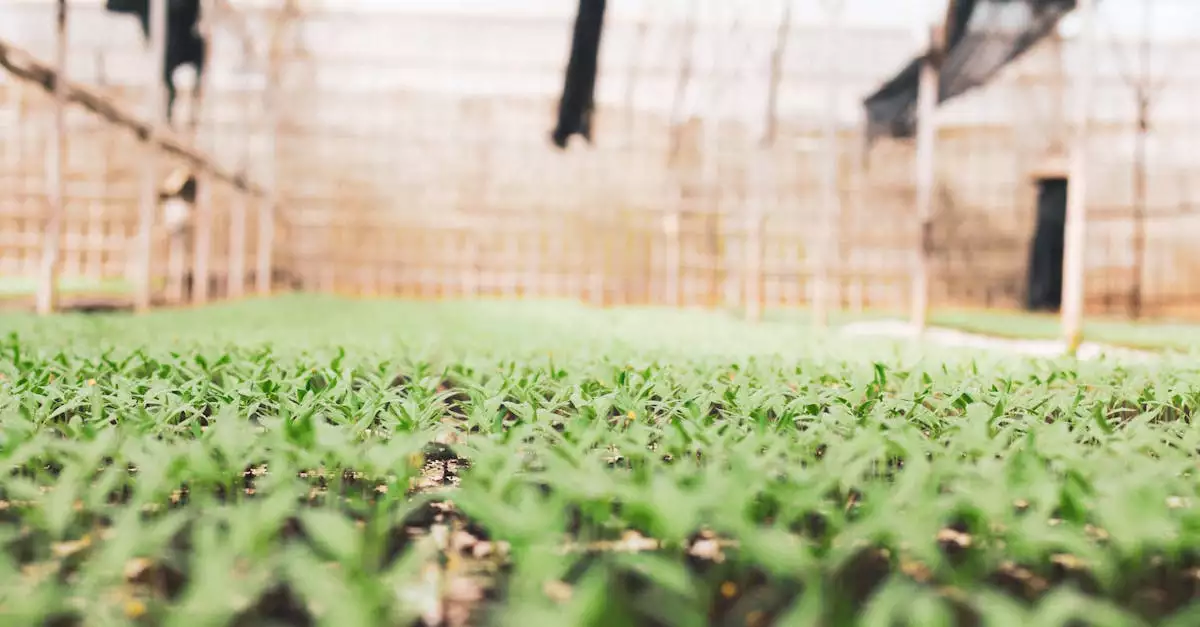 Waarom heeft een plant koolstofdioxide nodig om te groeien?