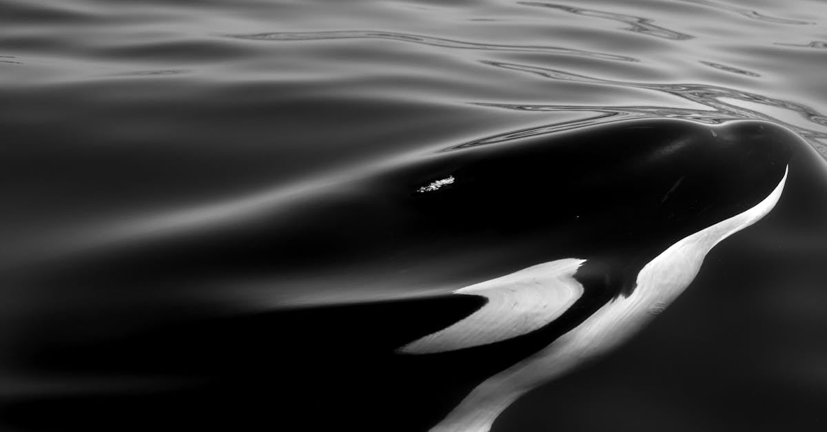 Waarom heet de orka ook wel killer whale? Ontdek het hier!