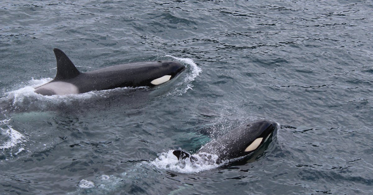 Waarom heet de orka ook wel killer whale? Ontdek het hier!