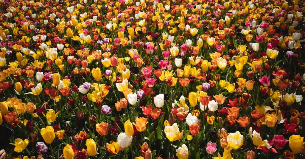 Waarom is de Keukenhof zo leuk voor toeristen en Nederlanders?
