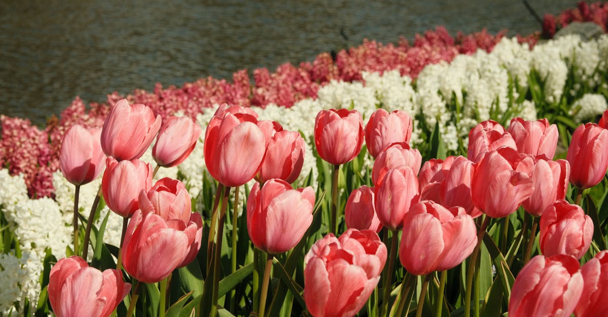 Waarom is de Keukenhof zo leuk voor toeristen en Nederlanders?
