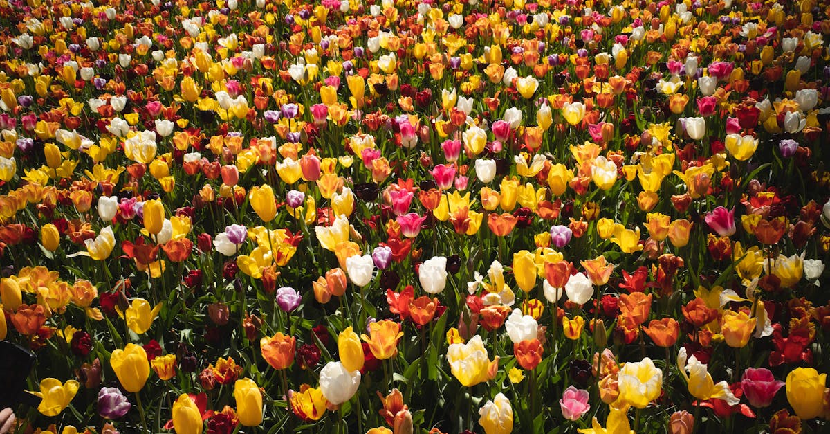 Waarom is de Keukenhof zo leuk voor toeristen en Nederlanders?
