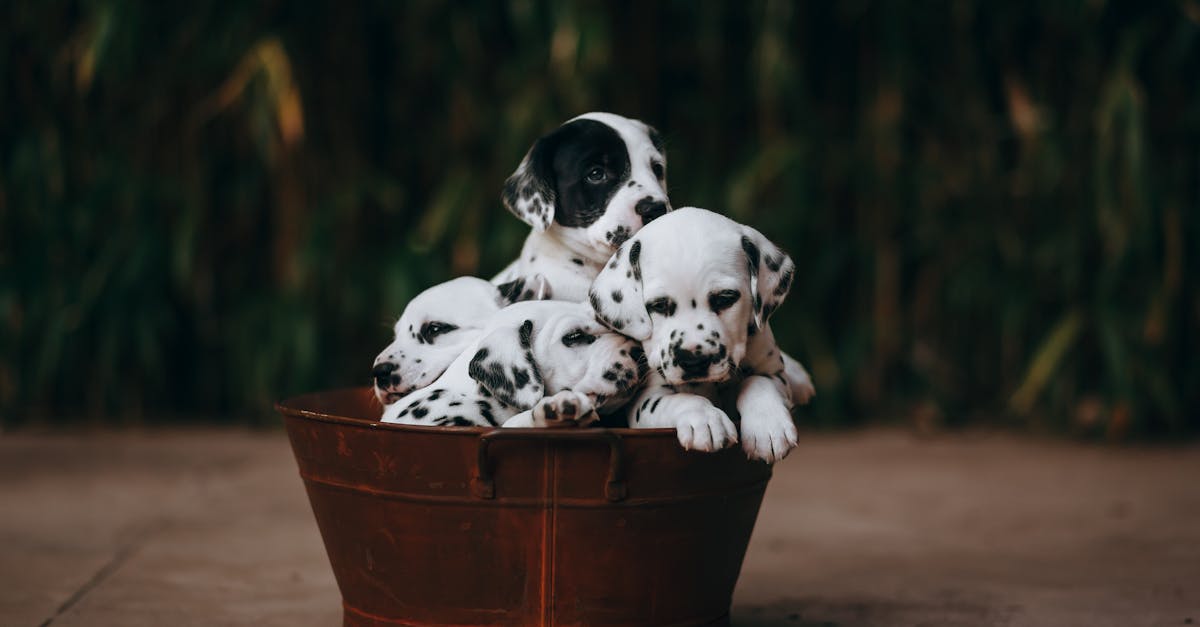 Waarom plast mijn puppy zoveel in huis? Tips en oplossingen!