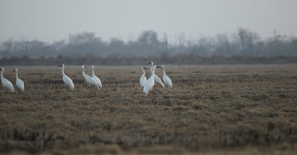 Waarom trekken vogels naar het zuiden in de winter?