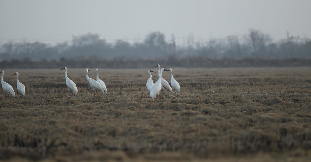 Waarom trekken vogels naar het zuiden in de winter?
