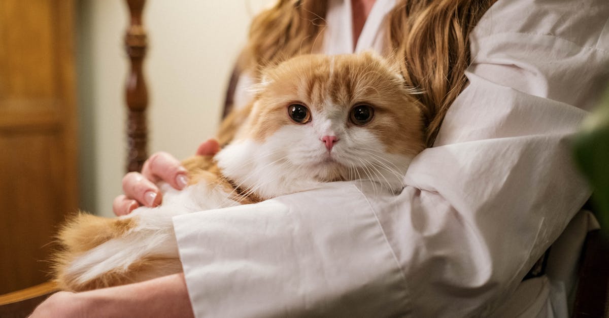 Waarom vangen katten muizen en honden niet? Ontdek het hier!