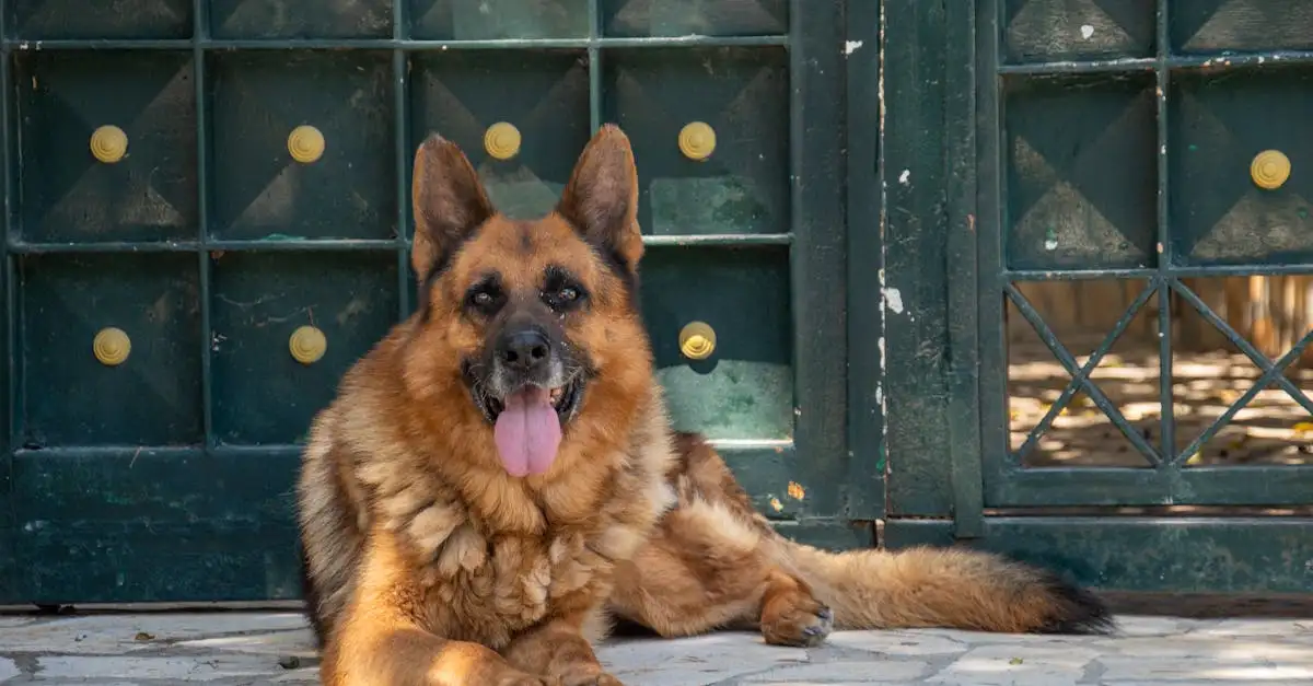 Waarom zijn honden zo waaks en alert? Ontdek het hier!