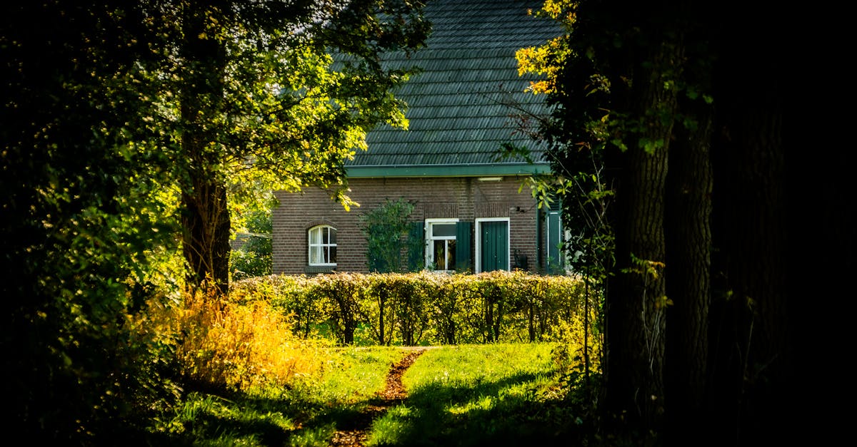 Waarom zijn kattenvideo's in cottagecore zo populair?