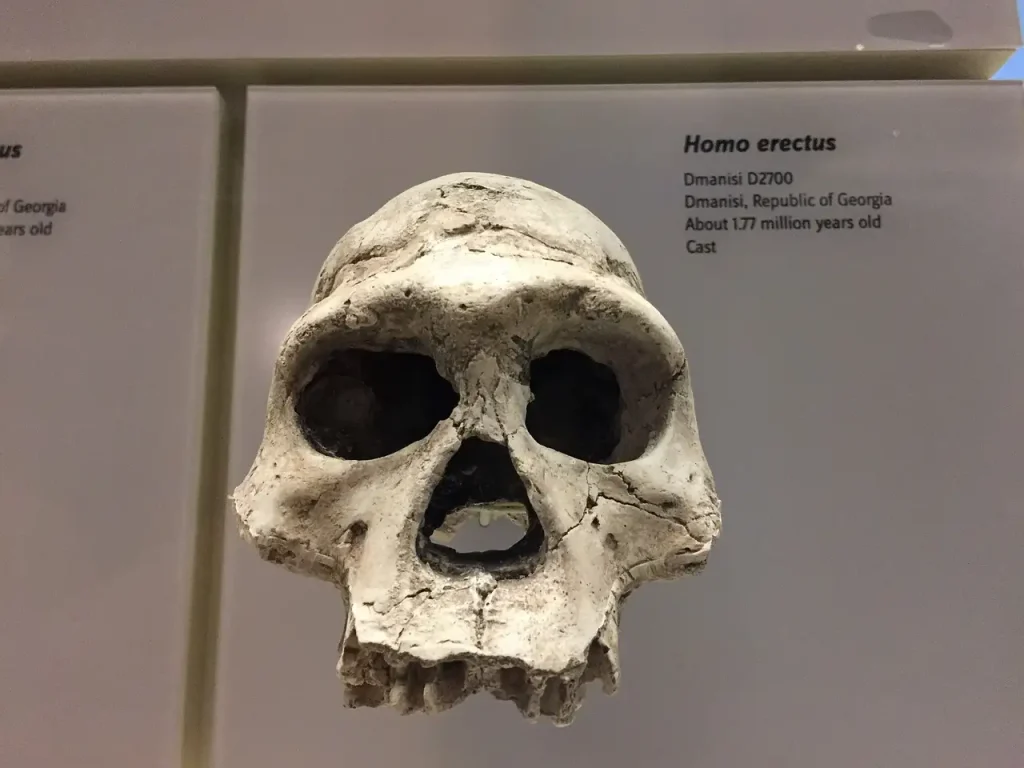 Wat is de Homo erectus en waarom is hij belangrijk?