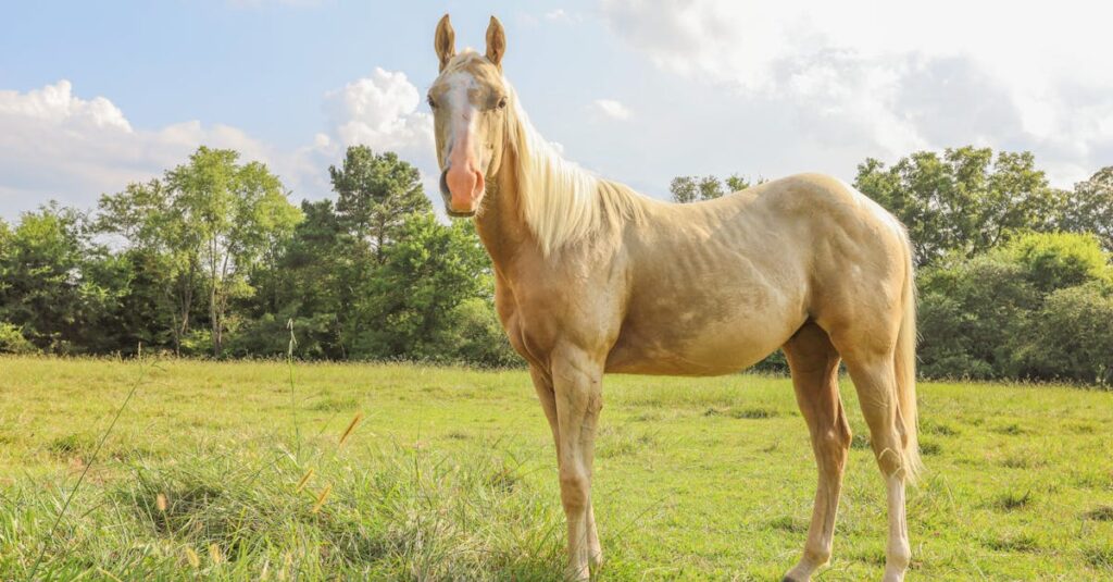 Wat is een palomino paard en wat maakt het bijzonder?