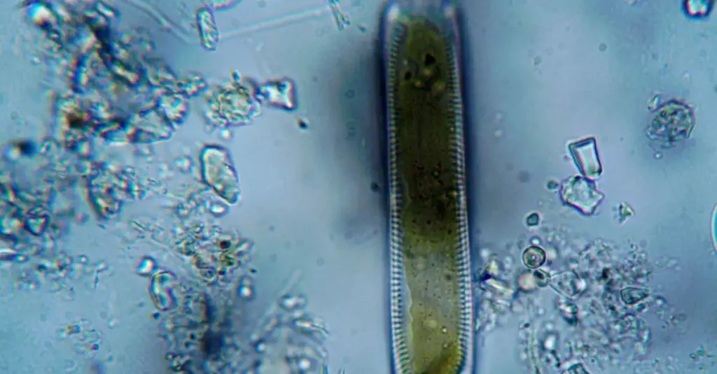 Wat is fytoplankton en waarom is het belangrijk?