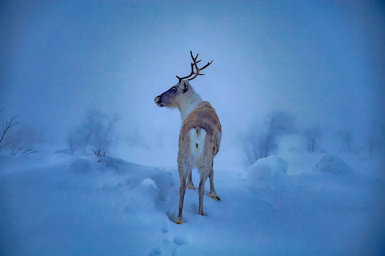 Wat is Lapland en waarom is het zo bijzonder?