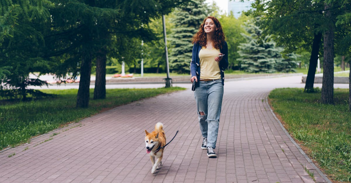 Wat voor hondenras was Hachi en waarom is de film zo populair?
